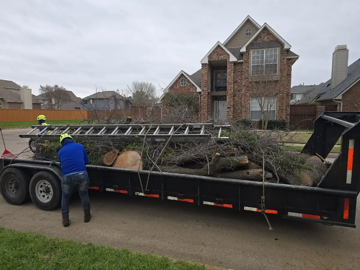 Expert Tree Removal with proper safety equipment in Golden